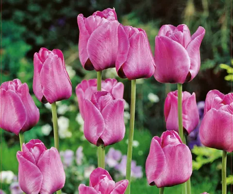 Tulipan 'Bleu Aimable' - cebule kwiatowe 5 szt.