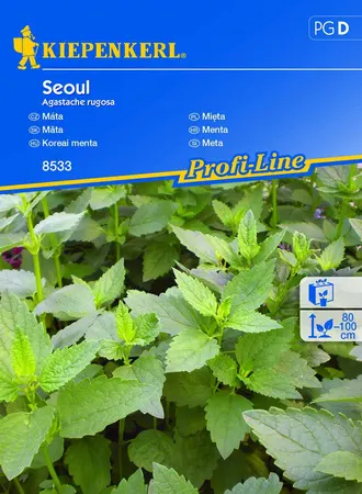 Nasiona Mięta koreańska Seoul