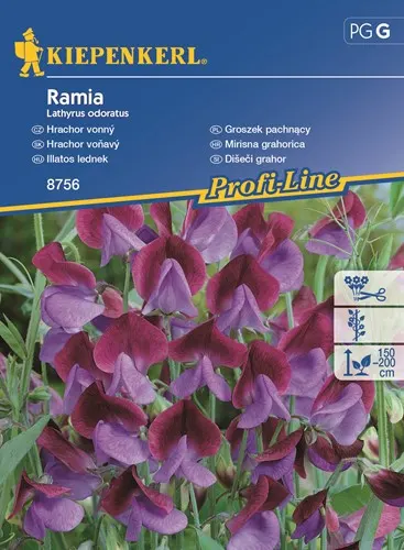 NASIONA GROSZEK PACHNĄCY RAMIA BRUNO 8756 GRCG
