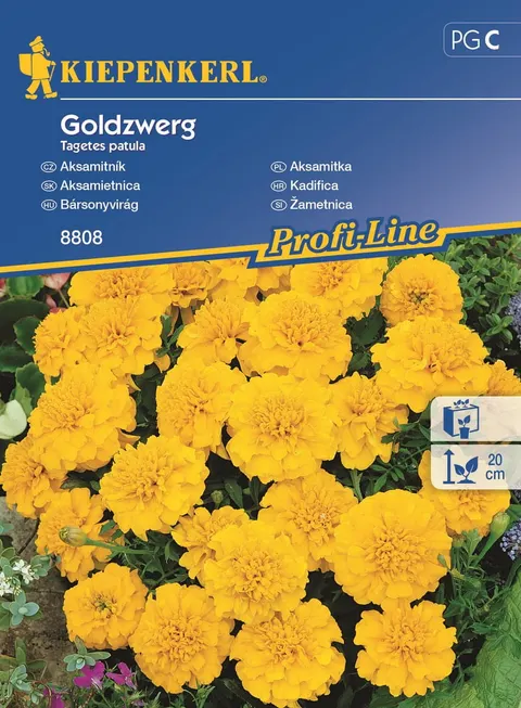 NASIONA AKSAMITKA GOLDZWERG BRUNO 8808 GRCC
