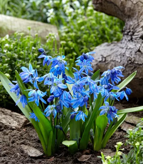 Cebulica syberyjska Scilla siberica - Cebulki kwiatowe 12 szt.