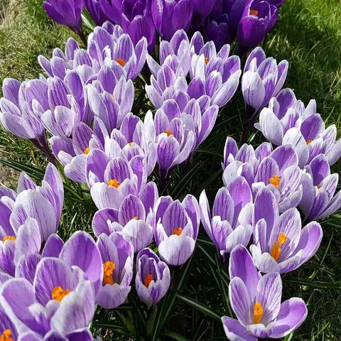 Krokus wiosenny 'Pickwick' - cebule kwiatowe 10 szt.