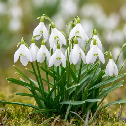 Przebiśnieg Galanthus - Cebule Kwiatowe 8 szt.