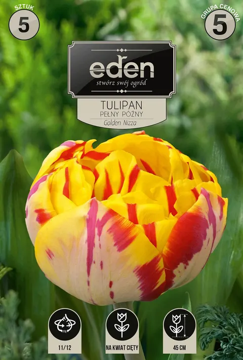 TULIPAN GOLDEN NIZZA 5szt 11/12 CEBULE KWIATOWE