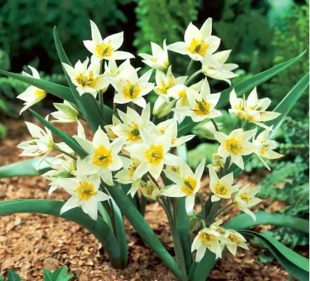Tulipan botaniczny 'Turkestanica' - Cebule kwiatowe 10 szt.