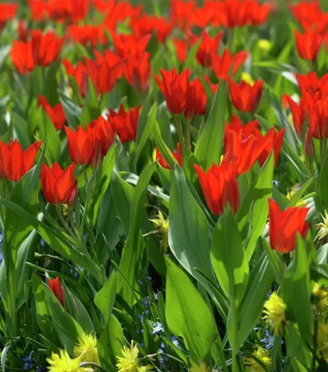 Tulipan Van Tubergen's Variety - Cebulki kwiatowe 5 szt.