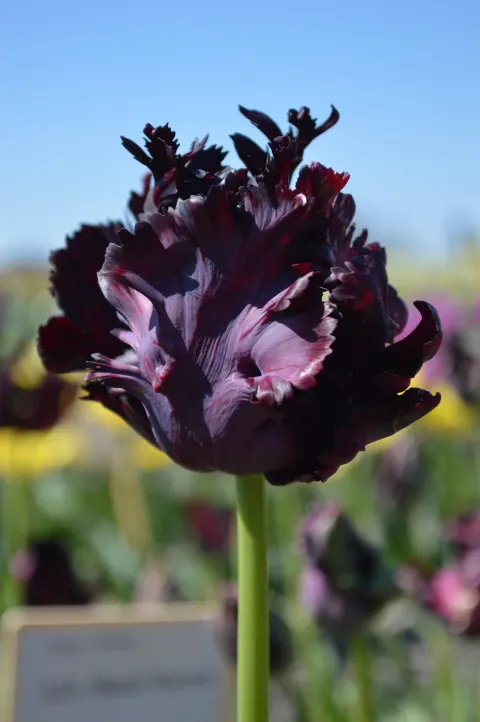 Tulipan 'Black Parrot' - Cebulki kwiatowe 5 szt.