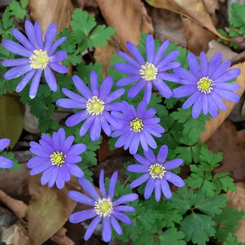 Zawilec Blanda 'Blue Shades' - Cebule kwiatowe 10 szt.