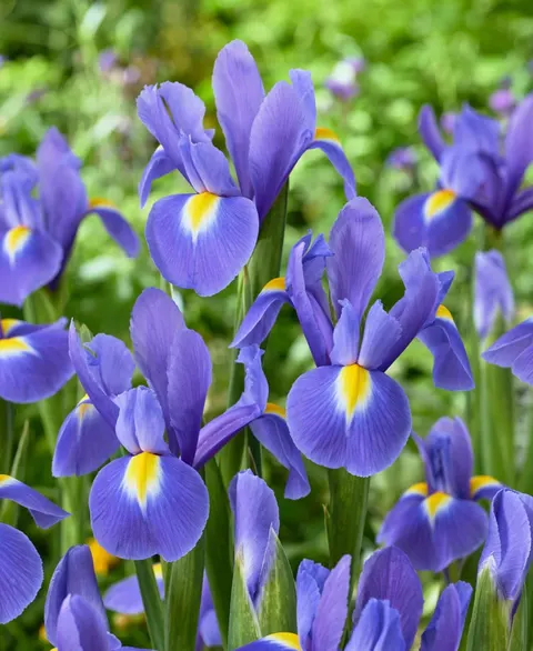 Irys holenderski 'Blue Magic' - Cebulki kwiatowe 8 szt.