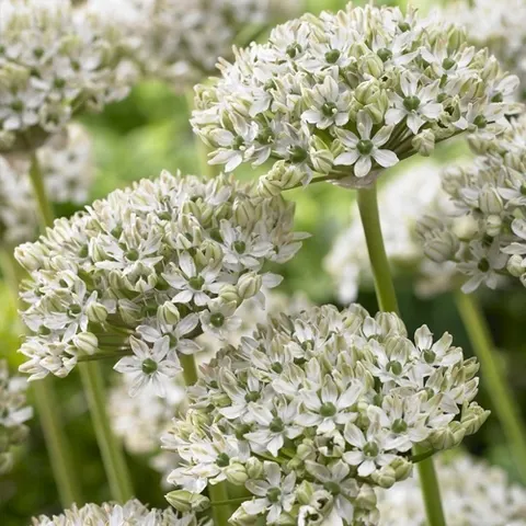Czosnek Ozdobny 'Multibulbosum' - cebulki kwiatowe 3 szt.