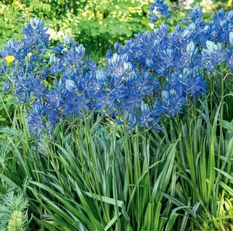Kamasja 'Blue Melody' - Cebule kwiatowe 8 szt.