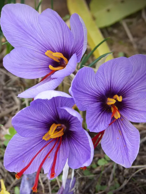 Krokus (Szafran) - Cebulki kwiatowe 7 szt.