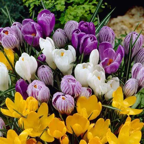 Krokus botaniczny MIX - cebule kwiatowe 8 szt.
