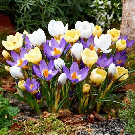Krokus botaniczny MIX Ekonom. - cebule kwiatowe 27 szt.