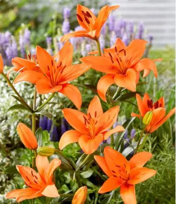 Lilia azjatycka 'Orange Summer' - cebulki kwiatowe 3 szt.