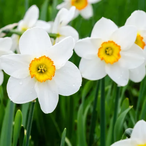 Narcyz 'Flower Record' - Cebule kwiatowe 4 szt.