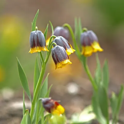 Szachownica Uva-Vulpis 5/6 - cebule kwiatowe 6 szt.
