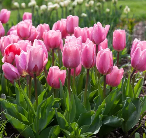 Tulipan 'Big Love' - cebulki kwiatowe 5 szt.