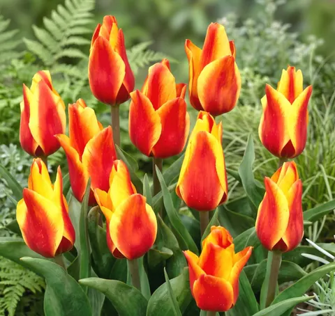 Tulipan 'Cape Cod' - cebulki kwiatowe 3 szt.