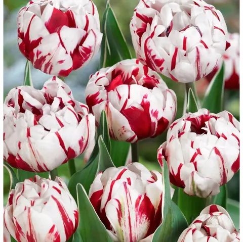Tulipan 'Carnaval de Nice' - Cebulki kwiatowe 3 szt.