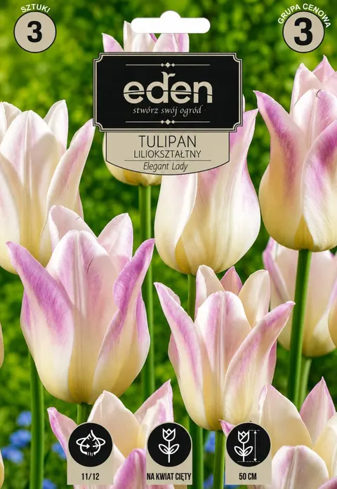 TULIPAN ELEGANT LADY 3szt CEBULE KWIATOWE