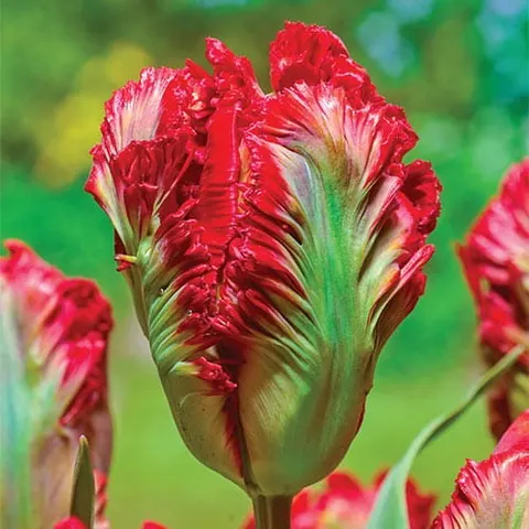 Tulipan 'Exotic Parrot' - Cebule kwiatowe 3 szt.