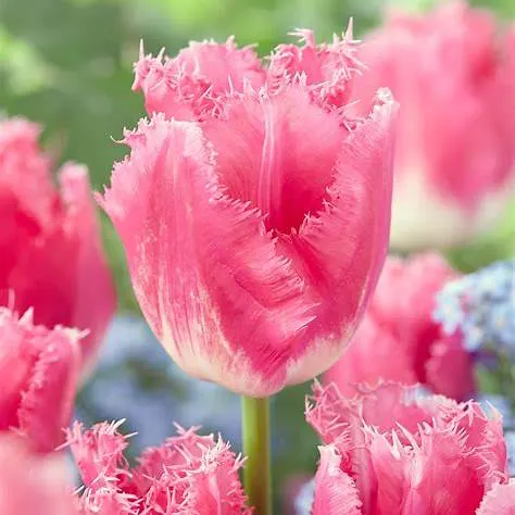 Tulipan 'Fancy Frills' - cebule kwiatowe 4 szt.