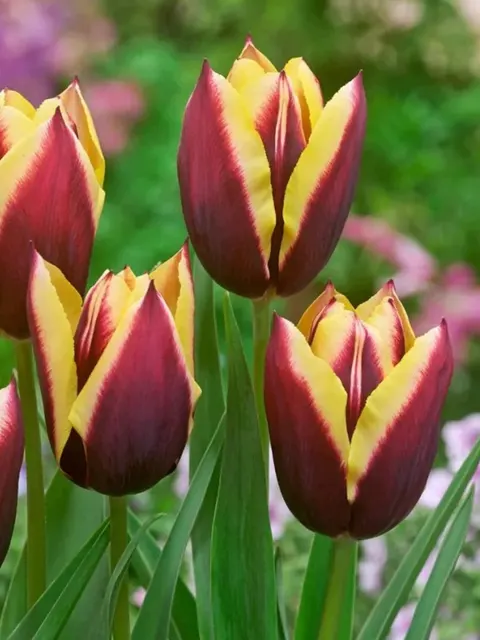 TULIPAN GAVOTA 3SZT 11/12 GC5 CEBULE KWIATOWE