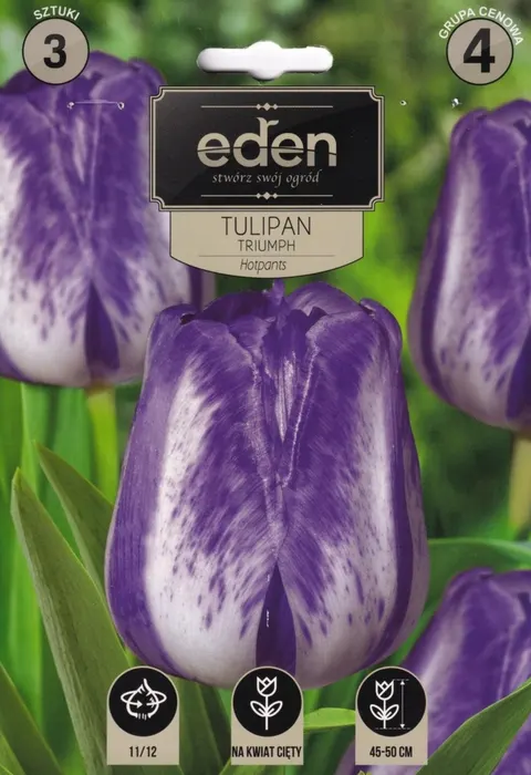 TULIPAN HOTPANTS 3SZT 11/12 GC4 CEBULE KWIATOWE