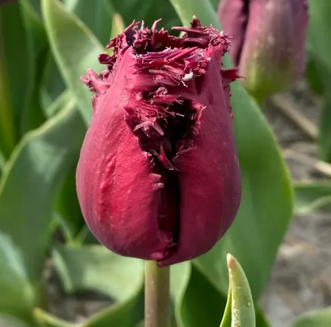 Tulipan 'Labrador' - cebulki kwiatowe 3 szt.