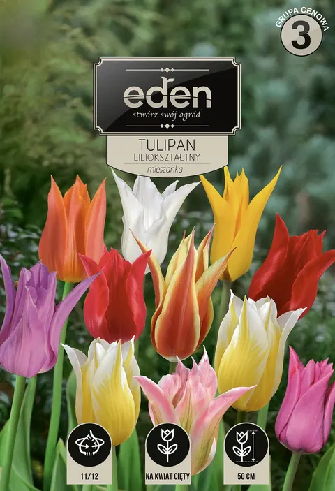 TULIPAN LILOKSZTAŁTNY MIX 3szt CEBULE KWIATOWE