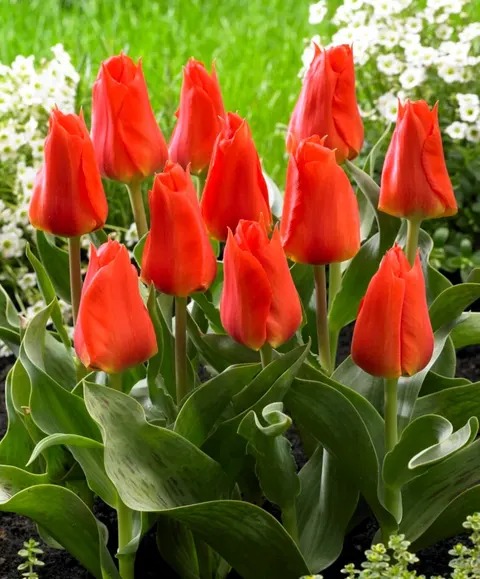 Tulipan 'Miramare' - cebule kwiatowe 8 szt.