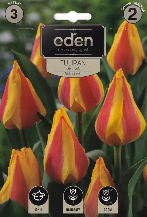 Tulipan 'Miskodeed' - Cebule kwiatowe 3 szt.