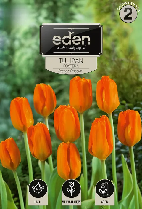Tulipan 'Orange Emperor' - Cebule kwiatowe 3 szt.