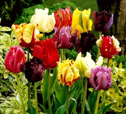 Tulipan Papuzi Mix - Cebule kwiatowe 3 szt.