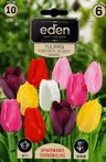 TULIPAN POJEDYNCZY WCZESNY MIX EKONOMICZNY 10SZT 10/11 GC6