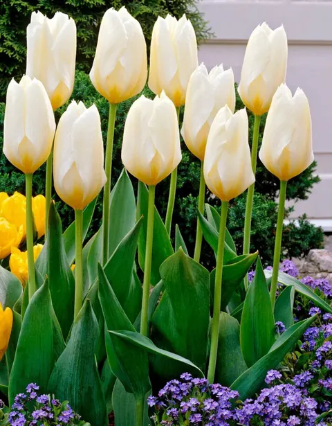 Tulipan 'Purissima' - cebule kwiatowe 3 szt.