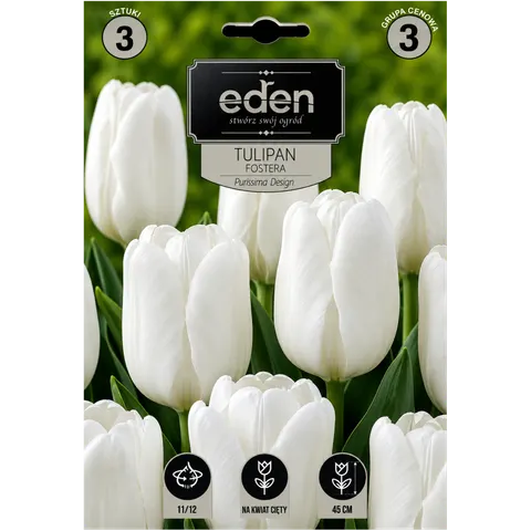Tulipan 'Purissima Design' - cebulki kwiatowe 3 szt.