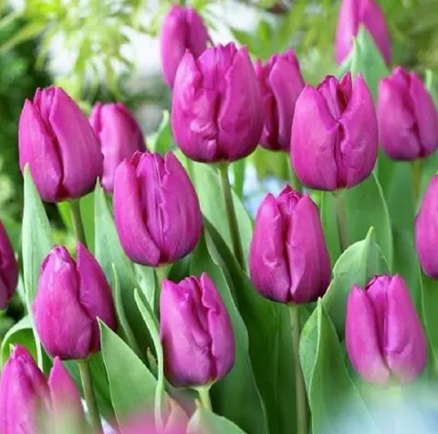 Tulipan 'Purple Prince' - Cebule kwiatowe 3 szt.