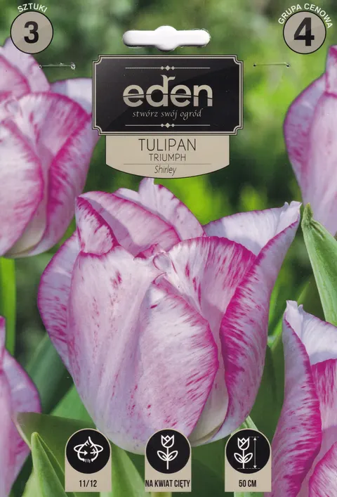 Tulipan 'Shirley' - Cebule Kwiatowe 3 szt.