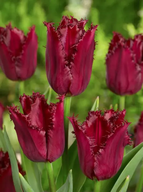 Tulipan 'Pacific Pearl' - cebulki kwiatowe 3 szt.