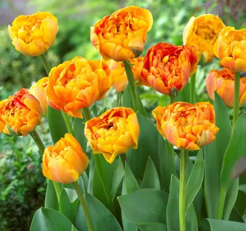 Tulipan 'Sun Lover' - cebulki kwiatowe 3 szt.