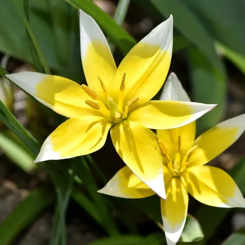 Tulipan botaniczny 'Tarda Dasystemon' - cebule kwiatowe 10 szt.