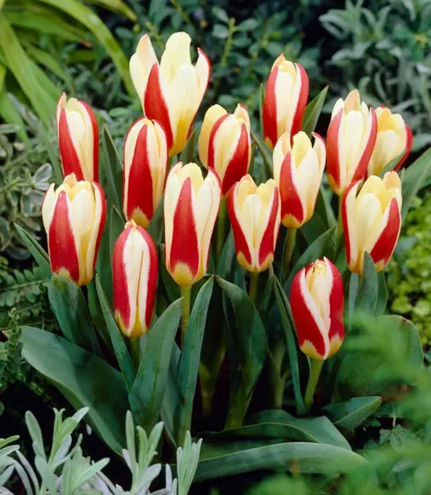 TULIPAN THE FIRST 4SZT 10/11 GC4 CEBULE KWIATOWE