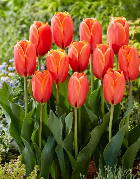 Tulipan 'Triple A' - cebulki kwiatowe 3 szt.