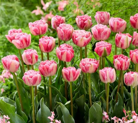 Tulipan 'Vogue' - cebulki kwiatowe 3 szt.
