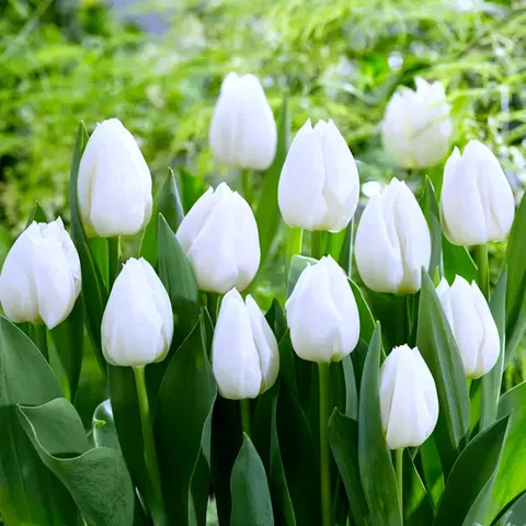 Tulipan 'White Prince' - Cebule kwiatowe 5 szt.