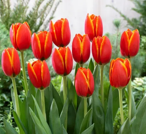Tulipan 'World's Favourite' - cebule kwiatowe 3 szt.
