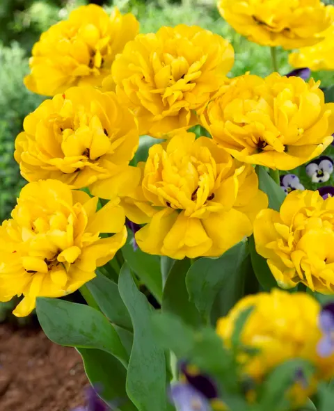 Tulipan Yellow Pomponette - cebulki kwiatowe 5 szt.