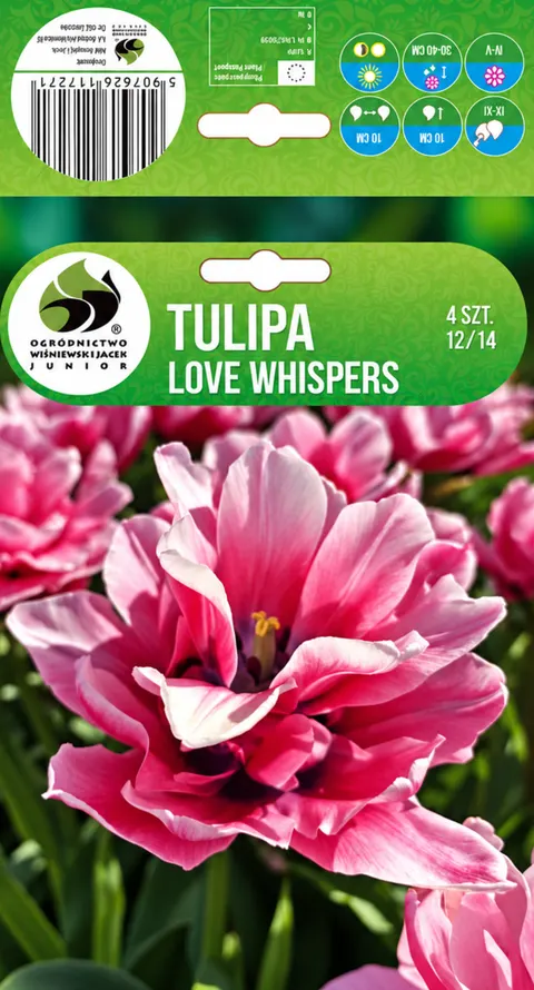 CEBULE KWIATOWE TULIPAN LOVE WHISPERS 12-14 KAPJUN 4
